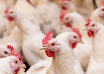 10 Curiosidades sobre galinhas que você nem imaginava