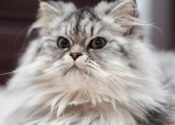 Gato persa (imagem: Canva)