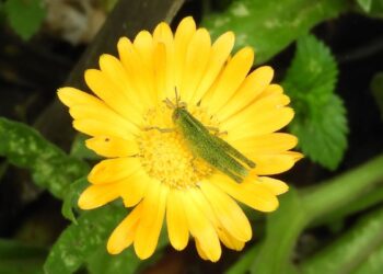 10 Curiosidades sobre o grilo que você nem desconfiava