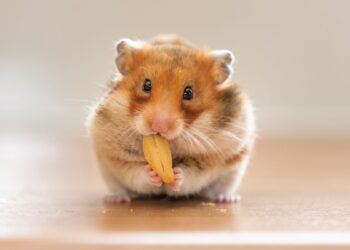Hamster (imagem: Canva)