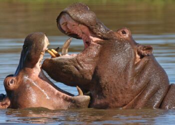 Hipopótamos (imagem: Canva)