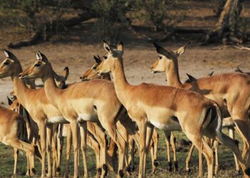 10 curiosidades sobre o impala que você nunca ouviu falar