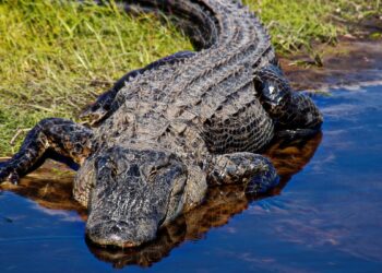 Jacaré (imagem: Canva)