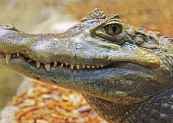 Jacaré tomando sol (imagem: Canva)
