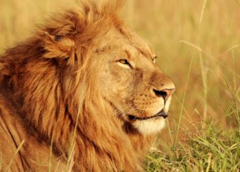 Leão (imagem: Canva)