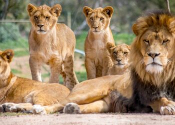 Leões (imagem: Canva)