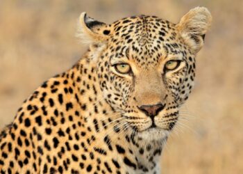 Leopardo (imagem: Canva)