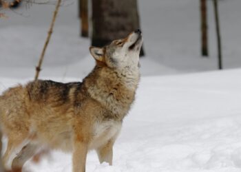 10 Curiosidades sobre o lobo que você não fazia nem ideia