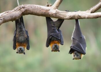 Morcegos (imagem: Canva)