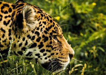 Onça pintada (imagem: Canva)