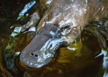 Ornitorrinco nadando (imagem: Canva)