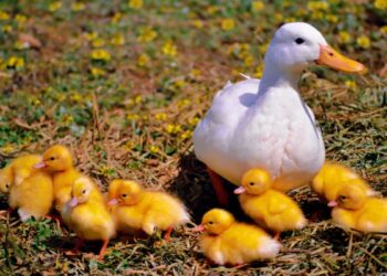 Patos (imagem: Canva)