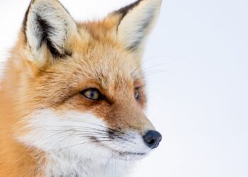 Raposa vermelha (imagem: Canva)