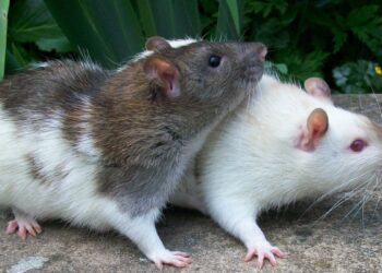 Ratos brincando (imagem: Canva)