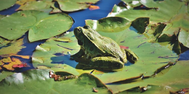 Sapo na Lagoa (imagem: Canva)