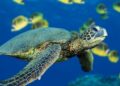 10 Curiosidades sobre tartaruga marinha que irão te fascinar