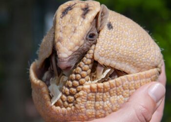 10 Curiosidades sobre o tatu bola que ninguém te contou