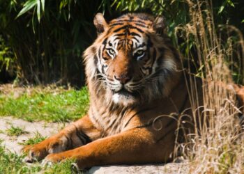 Tigre asiático (imagem: Canva)