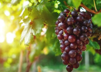 Uvas (imagem: Canva)