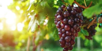 Uvas (imagem: Canva)