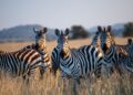 10 Curiosidades sobre as zebras que você precisa conhecer