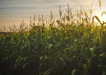 Agro (imagem: Canva)