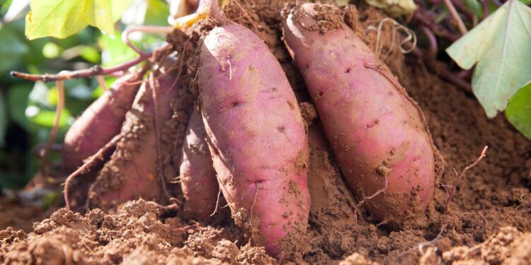 Batata doce (imagem: Canva)