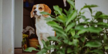 Cão e planta (imagem: Canva)