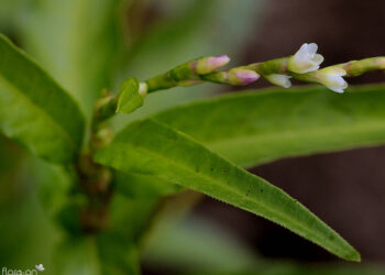 Erva de bicho (imagem: Reprodução)