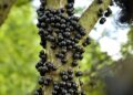 Jabuticaba (imagem: Canva)