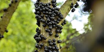 Jabuticaba (imagem: Canva)