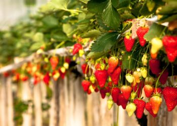 Morango (imagem: Canva)