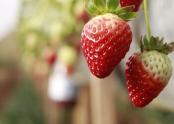 Morangos (imagem: Canva)