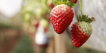 Morangos (imagem: Canva)