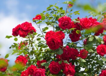 Pé de rosa (imagem: Canva)