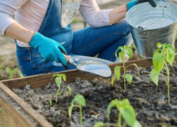 Adubo (imagem: Canva)