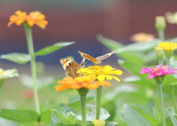 Borboletas (imagem: Canva)