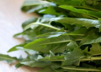 Chicória (imagem: Canva)