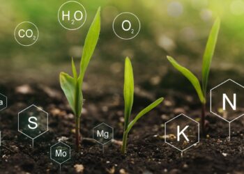 Fertilização do solo (imagem: Canva)