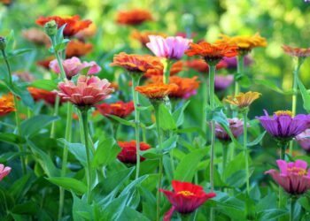 Flores (imagem: Canva)