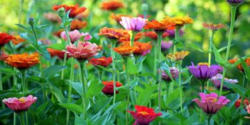 Flores (imagem: Canva)