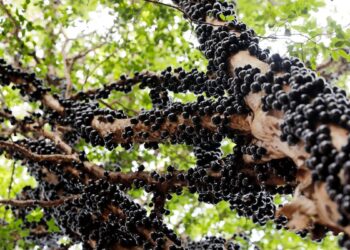Jabuticaba (imagem: Canva)