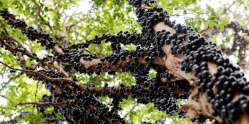 Jabuticaba (imagem: Canva)
