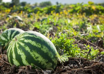 Pé de melancia (imagem: canva)