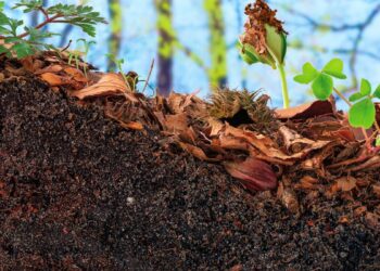 Terra Vegetal (imagem: Canva)