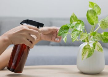 Adubo foliar (imagem: Canva)