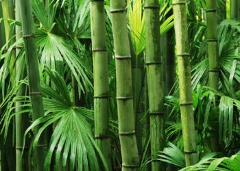 Bambu (imagem: Canva)