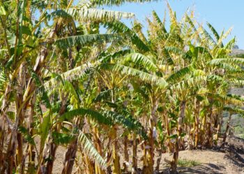 Bananeira (imagem: Canva)