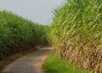 Cana (imagem: Canva)