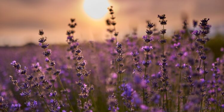 Lavanda (imagem: Canva)